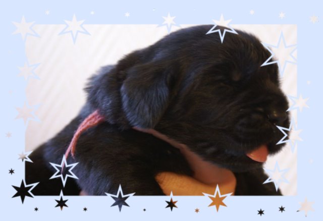 chiot terre neuve