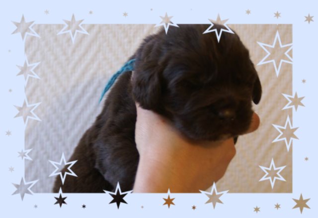 chiot terre neuve marron