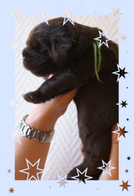 chiot terre neuve marron