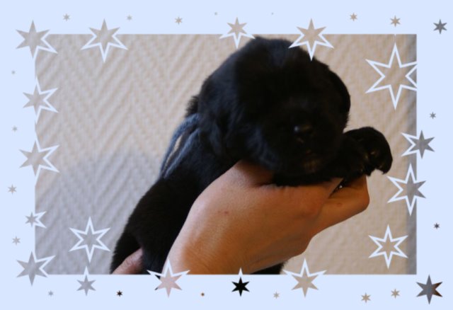 chiot terre neuve