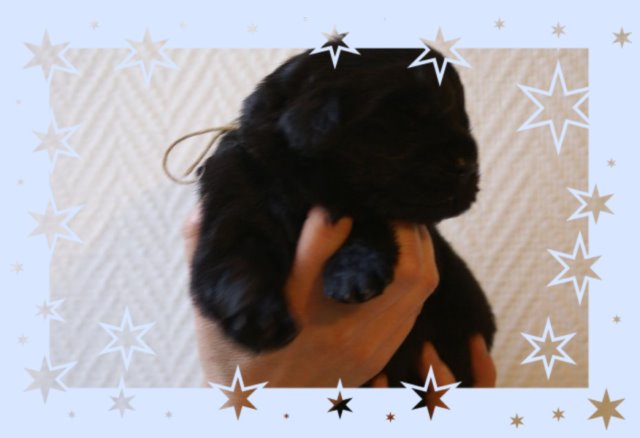 chiot terre neuve