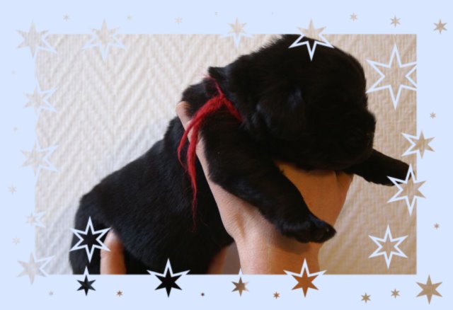 chiot terre neuve