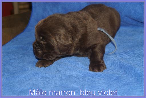 Cliquez pour agrandir l'image