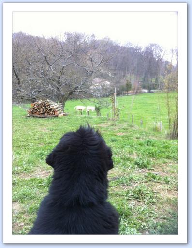 Clicca per ingrandire l'immagine Clicca per ingrandire l'immagine